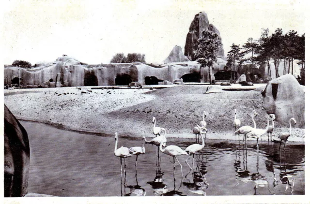 Cpa Zoological Garden Of Vinennes The Flamands Roses And The Big Rock