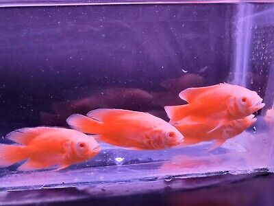 Albino Red Tiger Oscar (2-3.5") Live Fish Live guarantee shipping !!!!