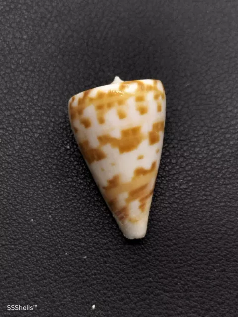 Uncommon, Conus advertex cone seashell. 32mm Australian Sea shell. Beach #6870