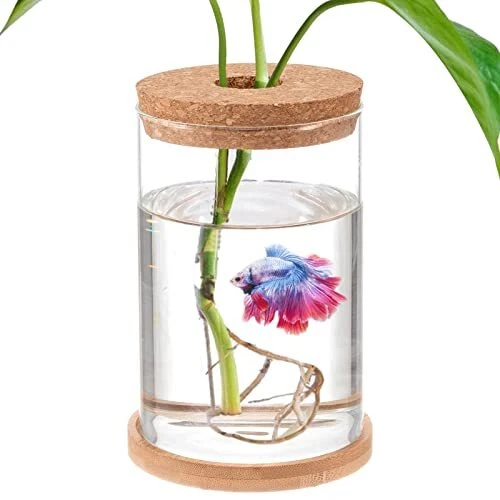 Betta Fish Tank - Mini Fish Bowls for Beta Fish, Glass Aquaponic Fish Tank Clear