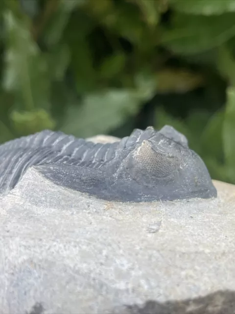 Hollardops Trilobite Fossil. Middle Devonian. Alnif, Morocco