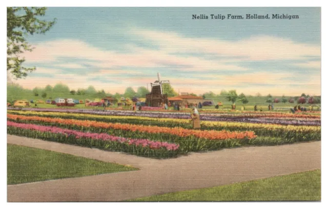 Holland Michigan Vintage Postcard Nellis Tulip Farm Unused Linen