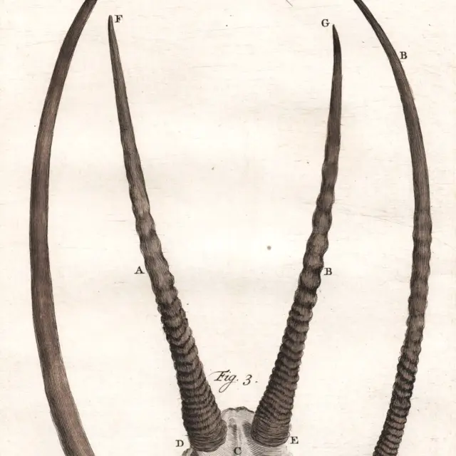 1760 Hand-Colored Engraving, De Seve ANTELOPE HORNS, Buffon 1st Edition!