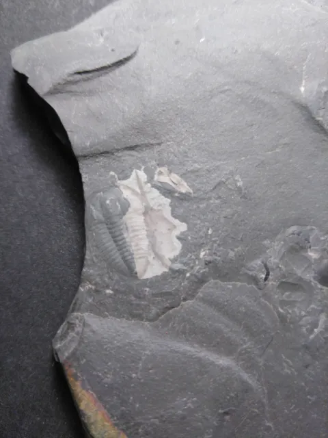 Trilobit Maotunia sp. Mittelkambrium Fossilien Versteinerung Fossils Deko 2