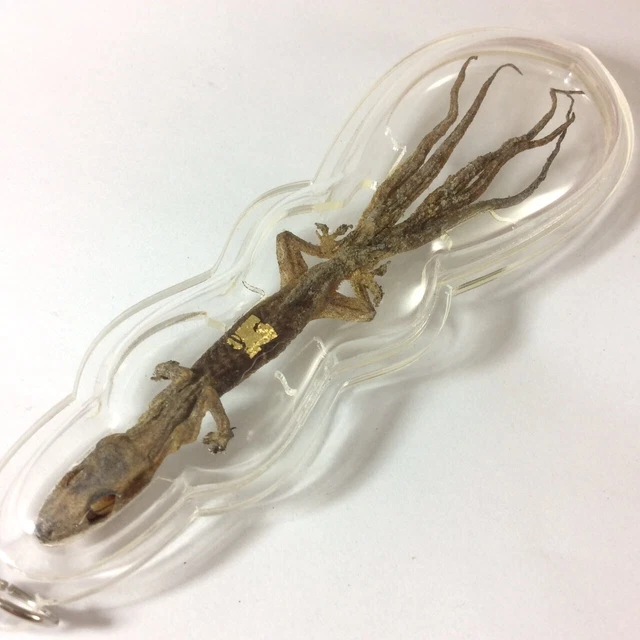 JING JOK 5 Tails Lizard Reptile Gecko Lucky Gambling Wealth Rich Fortune Amulet