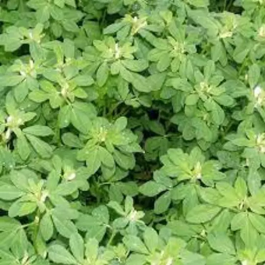 Graines de Fenugrec,Trigonella foenum-graecum,Trigonelle,sénégrain,