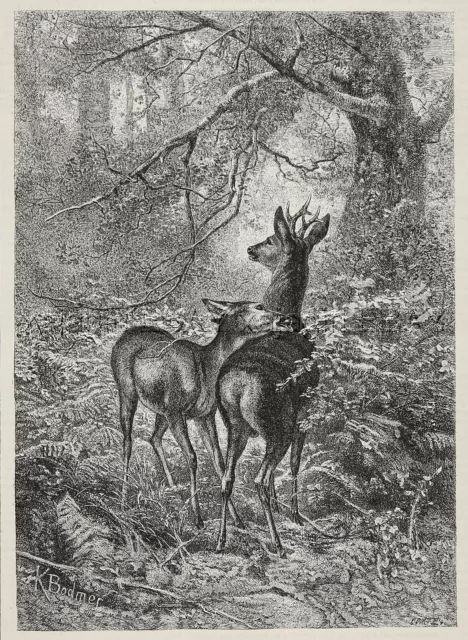 Deer Pair Grooming Each Other in Forest, Beautiful Large 1880s Antique Print