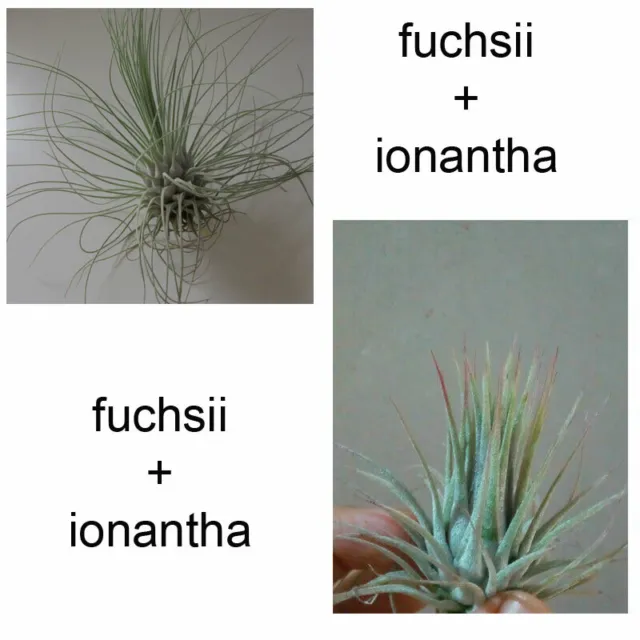 Lote Tillandsias fuchsii + ionantha - 2 plantas colección CLAVEL DE AIRE 8 cm