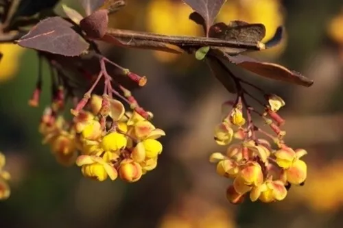 Berberis thunbergii atropurpurea (Purple Japanese Barberry) - 30 seeds