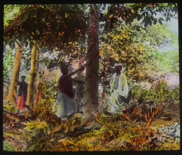Glass Magic Lantern Slide TAPPING INDIA RUBBER TREE C1910 SRI LANKA PHOTO