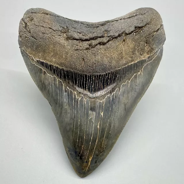 High Quality Sharply Serrated 4.40" Fossil MEGALODON Shark Tooth - USA