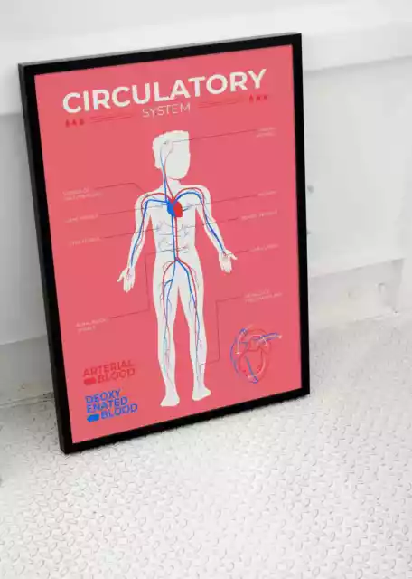 Human Anatomy Circulatory System Chart Poster Science Wall Art -A3 A4 Size