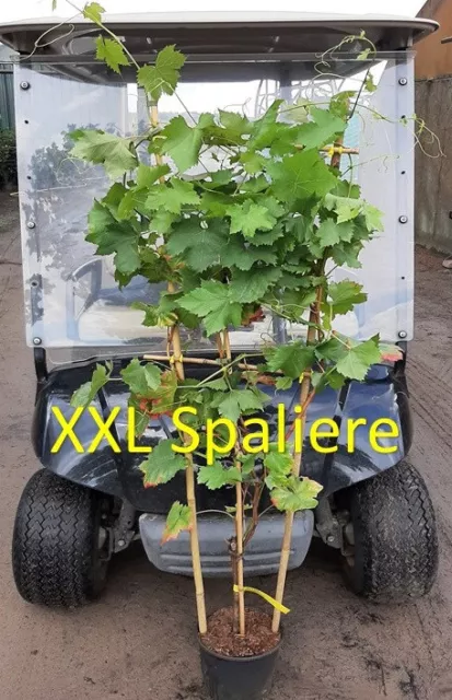 Vitis vinifera XXL Spalier 22 Sorten Weinreben z Auswahl Tafeltraube Weintraube