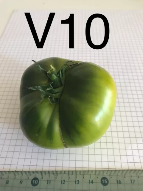 graine tomate taille moyenne variété "VERTE DE HUY" (FRAIS PORT UNIQUE) 2