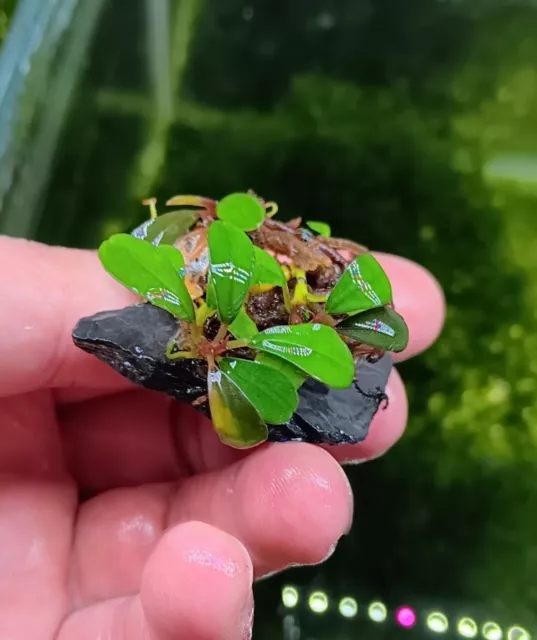 Bucephalandra Brownie Jade auf Schieferstein 🌱 Buce Pflanze Plant #4 RARITÄT