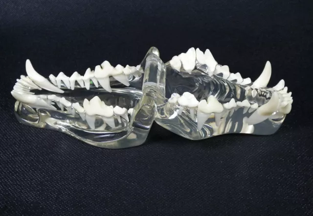 HS canine jaw teeth anatomical model clear veterinary anatomy dog display study