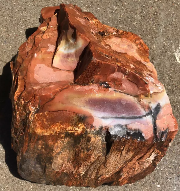 Arizona Rainbow Petrified Wood 4.6 Lb