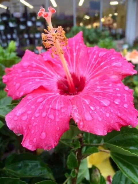 Bright Pink Hibiscus Seeds Perennial Hardy Flower Garden 20 Seed
