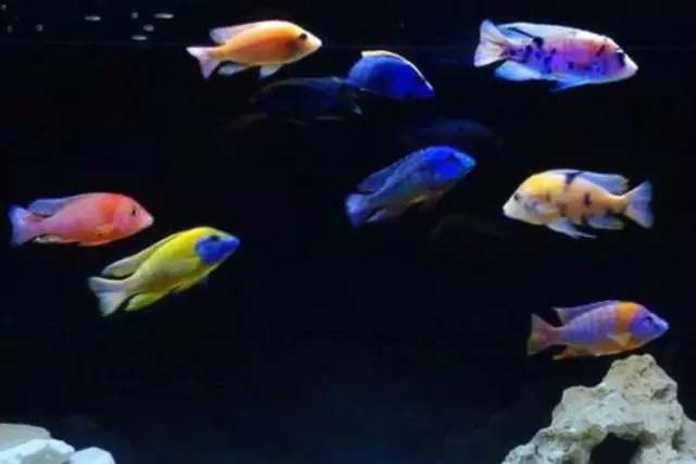 5x Mixed Peacock Cichlid (1.75-2.25") Live Fish 2Day Fedex Shipping 2