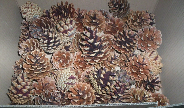 100 PINE CONES xmas craft