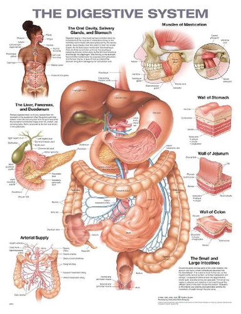 THE DIGESTIVE SYSTEM Anatomical Chart by Anatomical Chart Company Wall ...