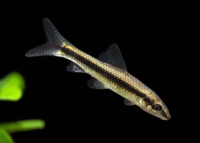 Siamese Algae Eater (Crossocheilus siamensis), Tank-Bred!