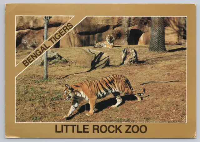 Postcard Bengal Tigers at the Little Rock Zoo Arkansas