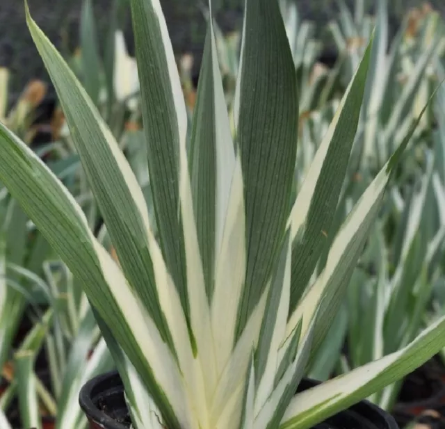 Iris Japonica Variegated x 1 Plant - Crested Iris - Evergreen - Perennial - Rare