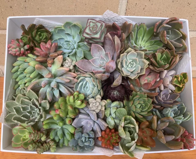 Succulents Cuttings - 35 Different Types No Repeats - Premium Cuttings 3