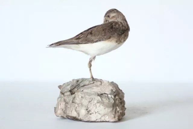 Taxidermy-hunting-chasse-präparat- Temminck's Stint with permit