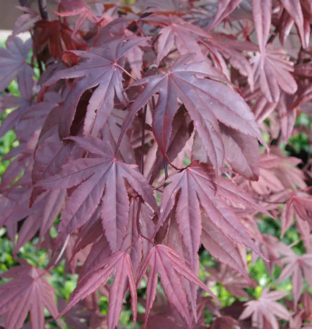 Cuerno de abanico Moonfire 60-80 cm - Acer palmatum