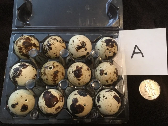 Lote A de 12 huevos de codorniz de color natural real soplados de un agujero artesanías de Pascua