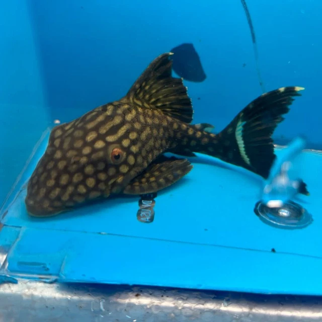 Royal spotted watermelon L-330 pleco 4” in length - live tropical fish