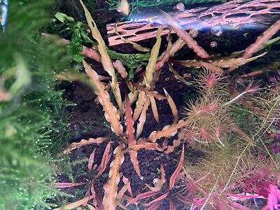 Cryptocoryne Albida Brown - Submerged Grown Live Aquatic Plant
