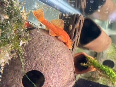 SUPER RED BN Pleco 1 inch+ (5 Pack) and Vienna Guppy (Fry/Juvenile 5 Pack)