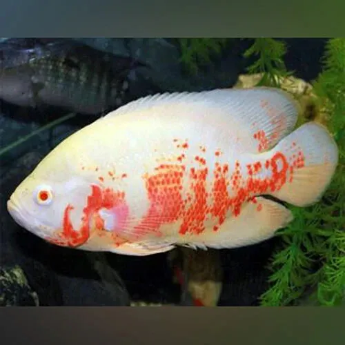 1 Live Juvenile Albino Oscar Cichlid Premium Freshwater Tropical Fish Quality A+