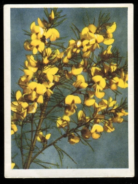 OUR SOUTH AFRICAN Flora, N Reeks Cigarette Cards, Collection Of 43 Cards  £1.16