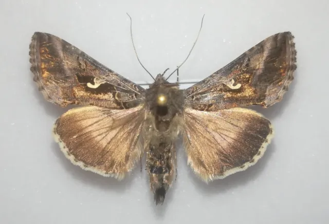 Noctuidae - Autographa gamma - Le Gamma - belle ♀ - France 2023 A1