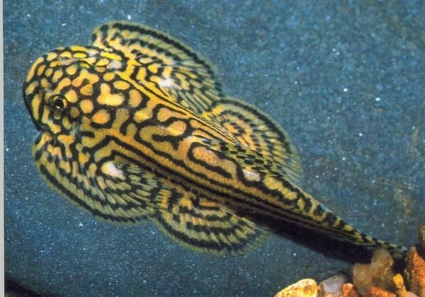 1 Pair Live Rare Tiger Hillstream Pleco Plecostomus Sewellia Lineolata Grade A++