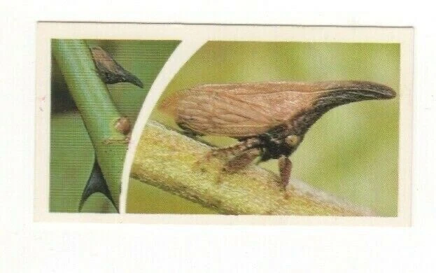 Brooke Bond Microscopic Images 1981 Tree Hopper