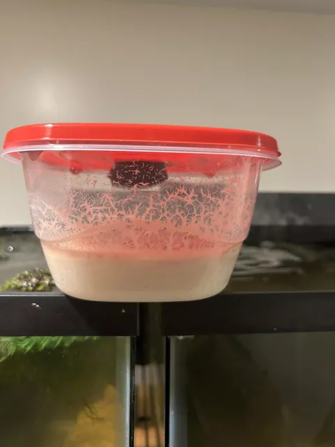 Micro worm Starter culture ready to feed! LIVE FOOD betta, ram Killfish and more