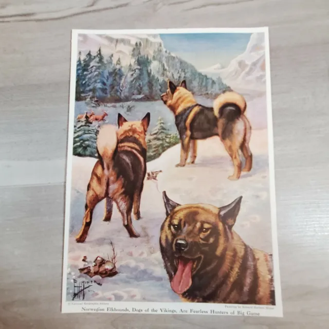 Vintage Dog  Print Page Edward Herbert Miner Art Norwegian Elkhounds Viking Hunt