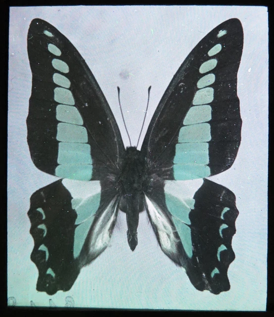 Antike magische Laterne Rutsche Graphium Monticolus Sulawesi blaues Dreieck Schmetterling