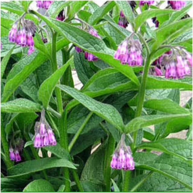 Comfrey 80+ Root Cuttings Easy To Grow-Perfect for Organic farming) Russian B14 2