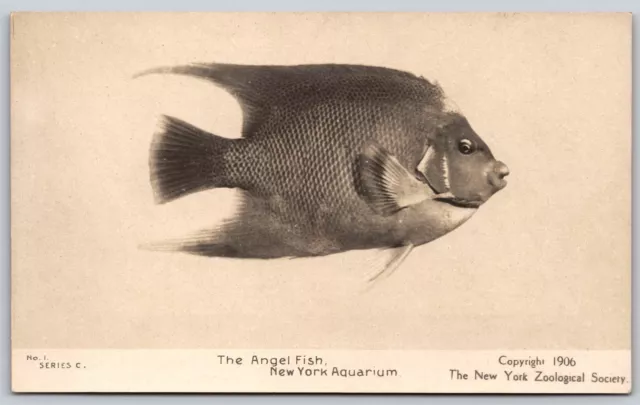 Postcard No. 1 Series C Angel Fish NY Aquarium c1906 RPPC U110