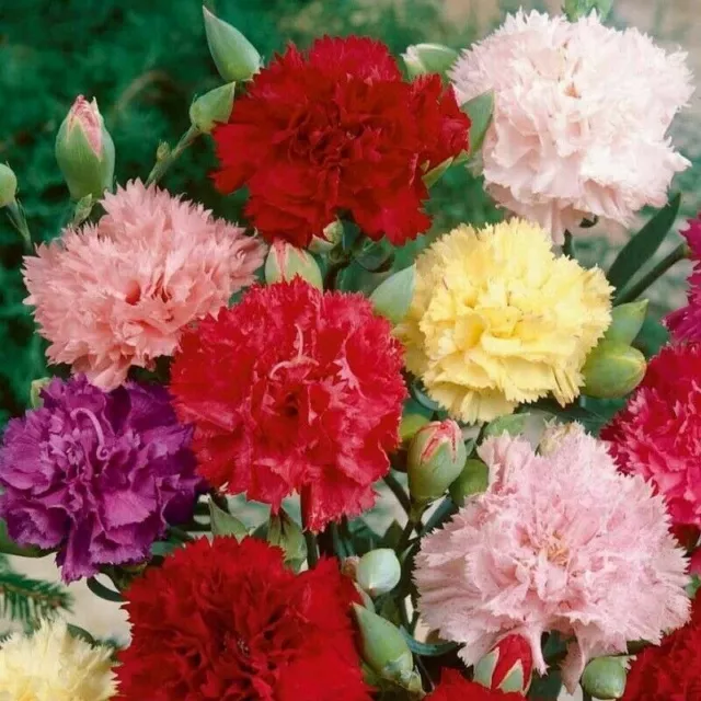 Dianthus Carnation Chabaud Mix (300 Seeds)