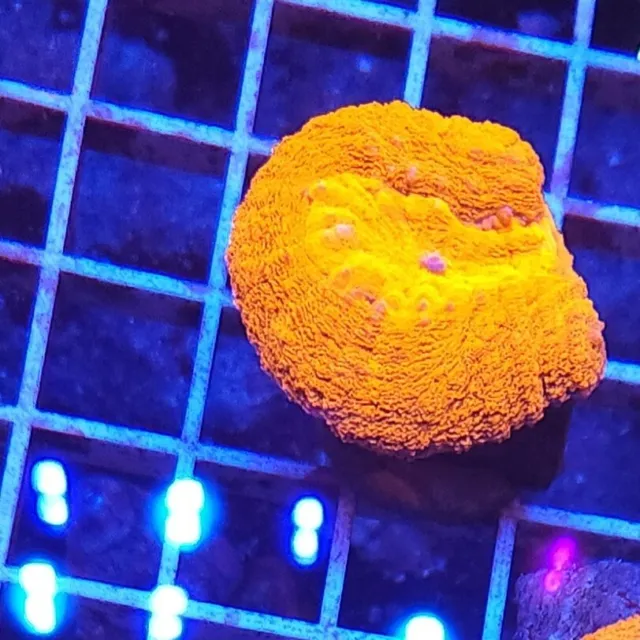 Live Coral Robbie's Corals Aquacultured Red Hot Lobo Brain Coral WYSIWYG 2"
