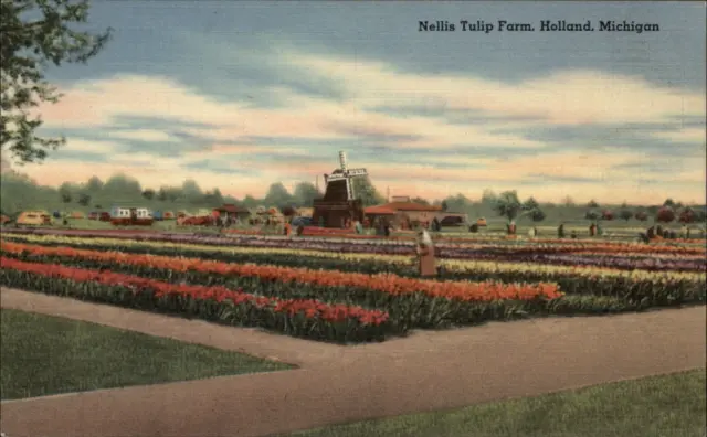 Holland Michigan Nellis Tulip Farm windmill unused vintage linen postcard