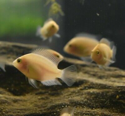 Live Pink Convict Cichlid *Pack of 12 Baby Aquarium Fish* (PLS READ DESCR)
