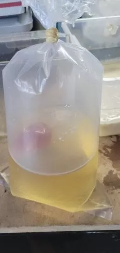 Vinegar Eel Starter Culture- Fish Bag Full- Live Food For Fish
